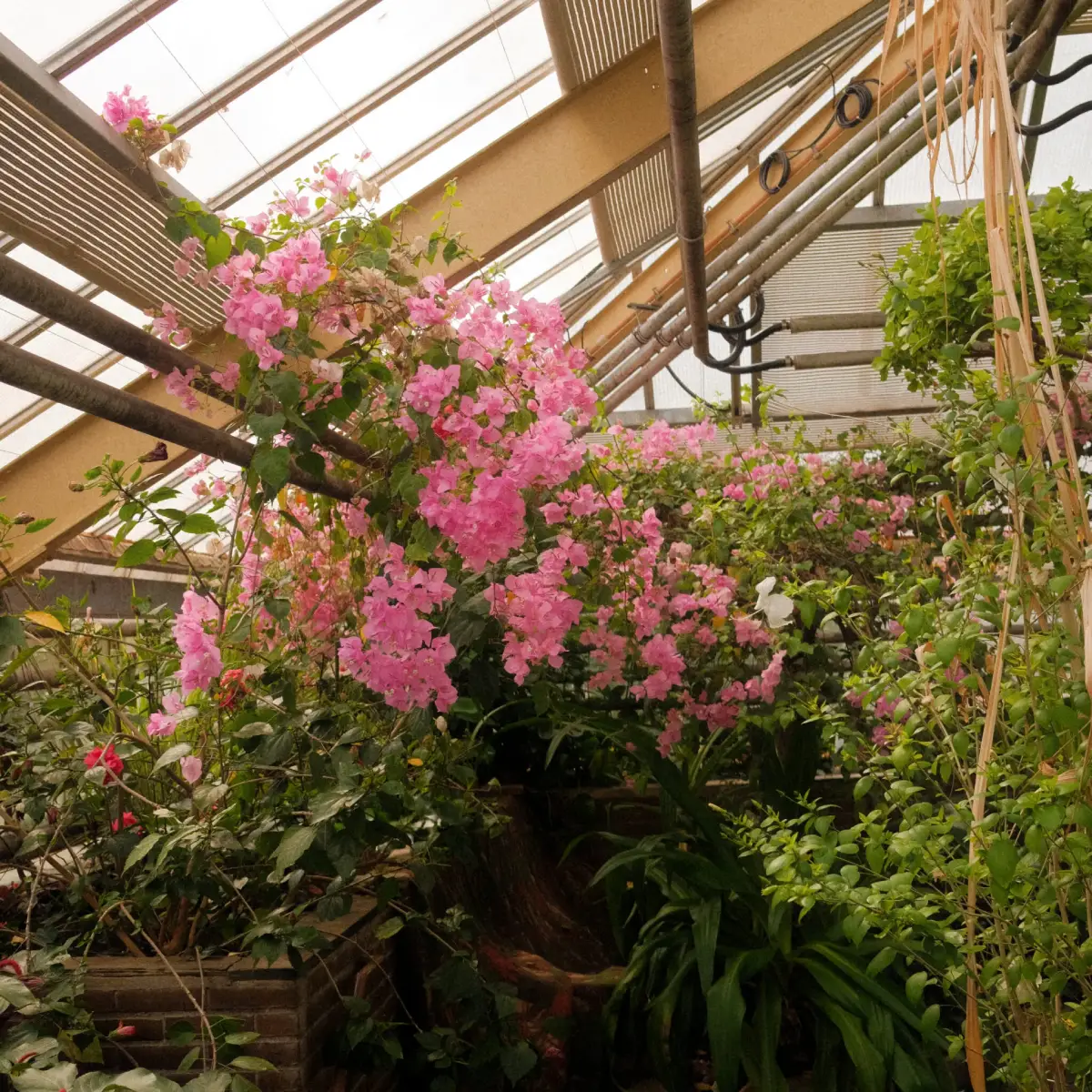 Hortus Botanicus in Leiden een grote plant in bloei met roze bloemen in een kas
