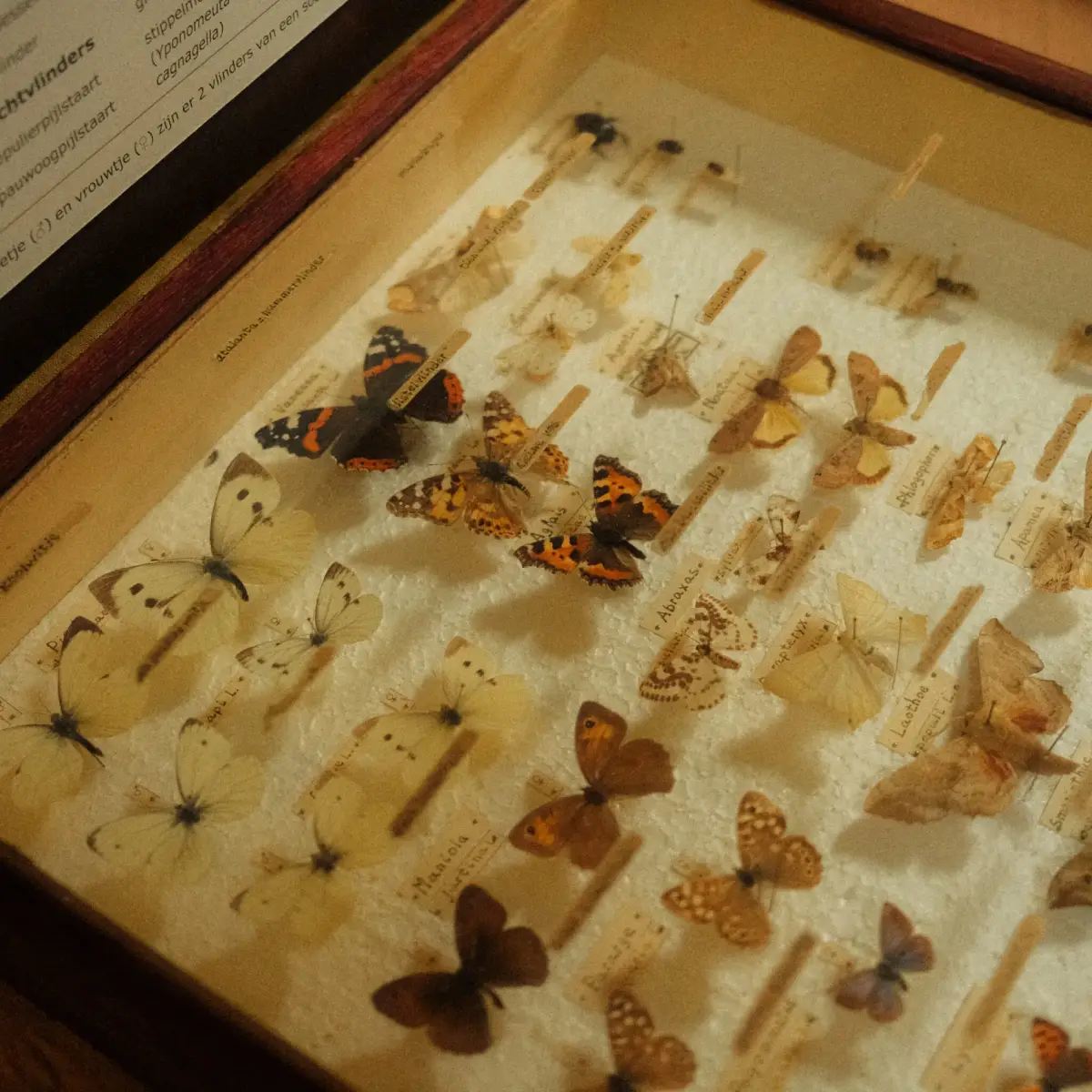 tentoongestelde opgezette vlinders in een glazen bak met omschrijvingen van de specifieke vlinders
